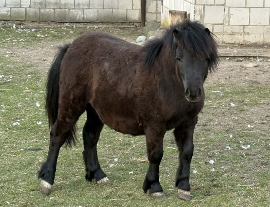 Kucyk ogier ( roczny)
