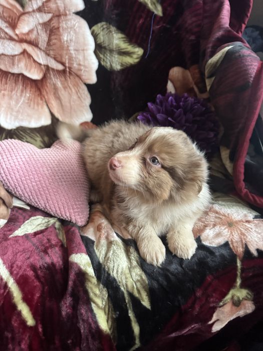 Owczerek australijski czekoladowy merle