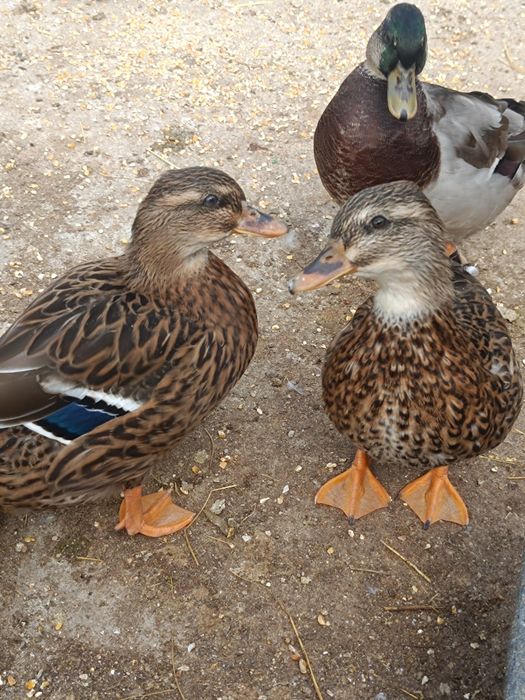 Casais Mignon ancestrais