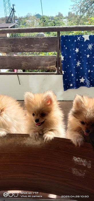 Дівчатка,Померанський шпіц