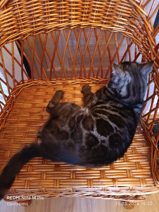 Бенгальский кот серебро чаркоал 1,5 года