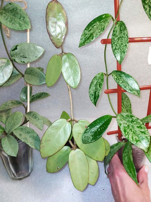 Хойї сільвер долар,нова гост,пубікаліс сільвер