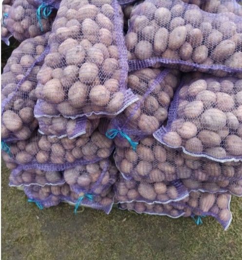 продам картоплю Бела роса ,доставка можлива