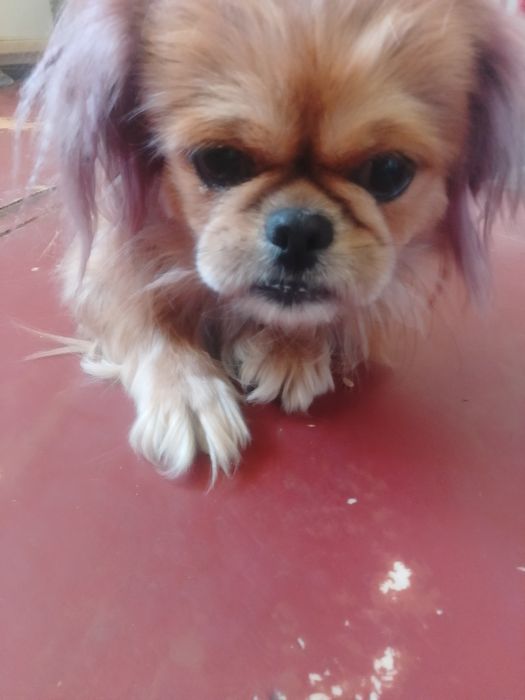 Продам собаку пікінеса сучку