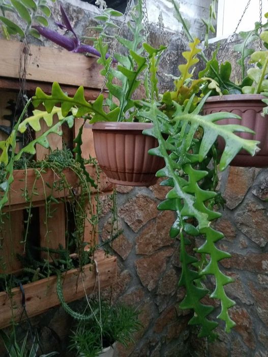 Planta natural espinha-de-peixe Branca/Vermelha