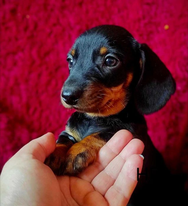 Teckel Miniatura FÊMEA