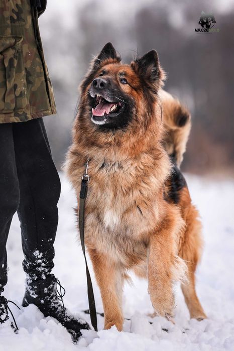 Rocky , około 5 letni owczarek do adopcji z fundacji