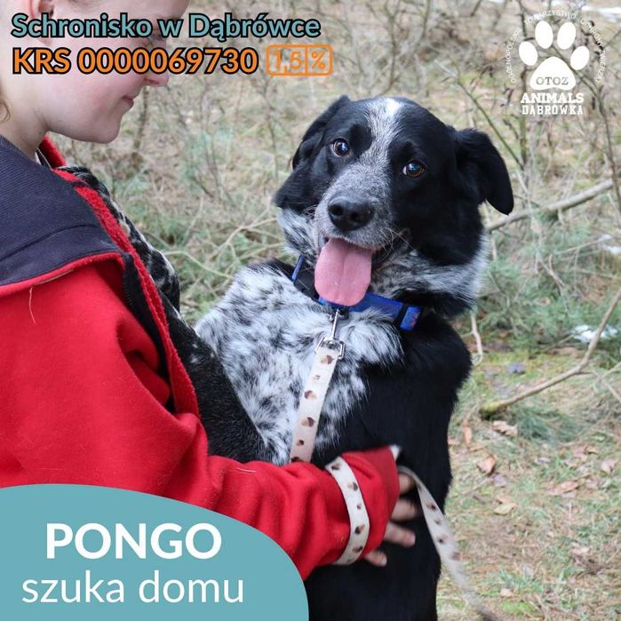 Pongo szuka domu