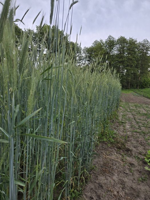 Колоски і соломка житня для творчості