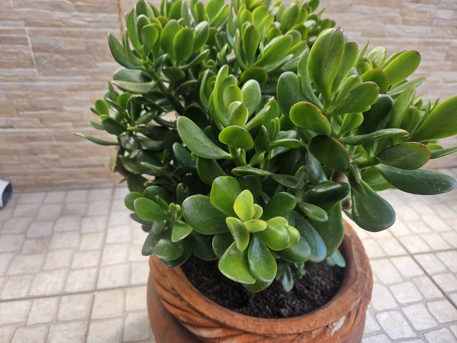 Vendo planta jade