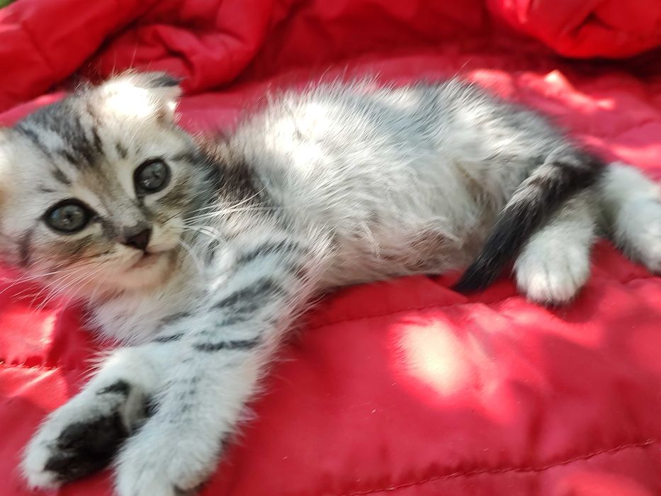 Кошеня шотландське, кішечка висловушка