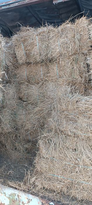 Продам сіно в тюках 60-75 грн тюк с. Соснівка