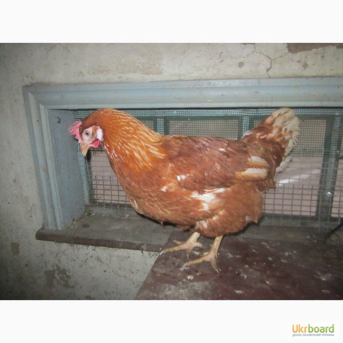 Продам кури Ломан Браун 100 грн штука