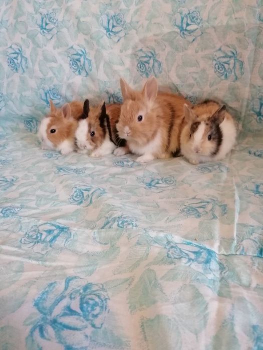 Króliczek karzełek Teddy, Lewek, Mini Lop