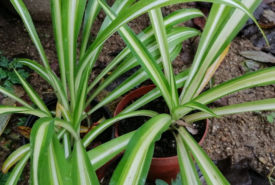 Clorofito - planta em vaso