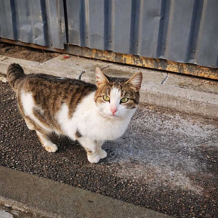 На вулиці гине маленька домашня кішечка!