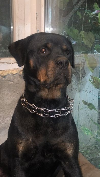 Продам щенки ротвейлера(БРОНЬ)