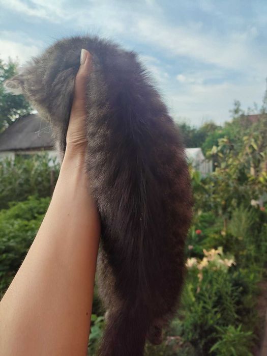 Котеня в хороші ручки, грайливе, ніжне, активне, муркотливе