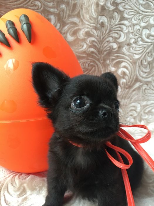 Чіхуа гарнесенькі