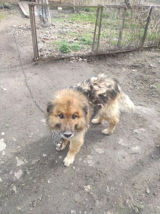 Собака в добрі руки