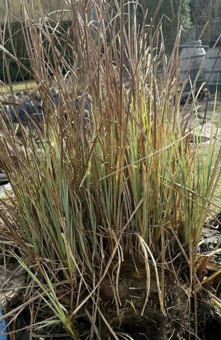 Sadzonki trawy do wody