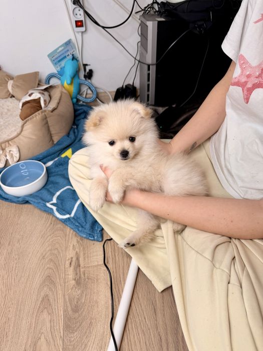 Szpic Miniaturowy Pomeranian Chłopiec/Samiec Camil kremowy miś boo
