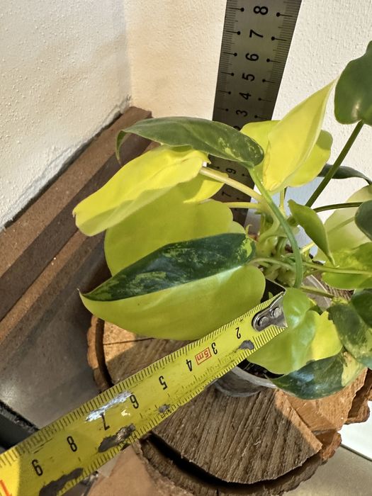 Філодендрон Philodendron Burle Marx var.