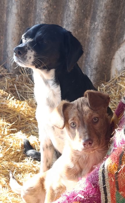 Дівчинка шукає домівку