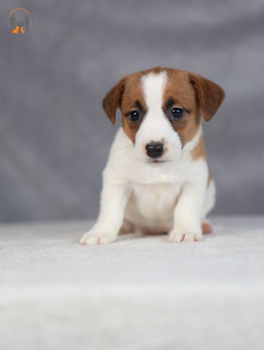 Jack Russell Terrier ZKwP FCI suczka k.włos