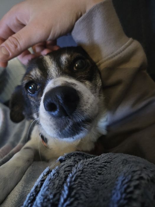 Niewielka Tinka szuka domu