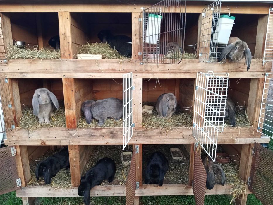 Króliki Baran francuzki