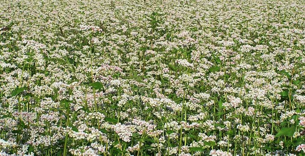 piękna, bardzo miododajna gryka ekologiczna z certyfikatem
