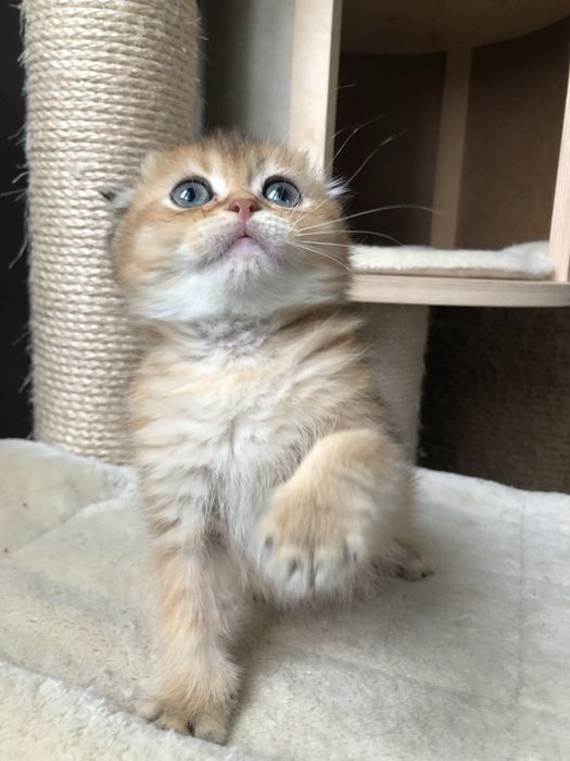 Коштовний Karat шотландський