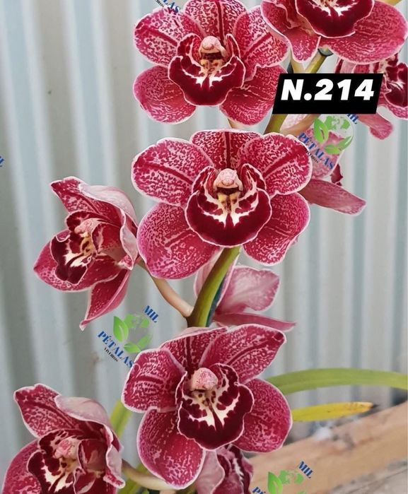 Orquídeas de Coleção a 9,50€ com 3/4 bolbos prontas a florir