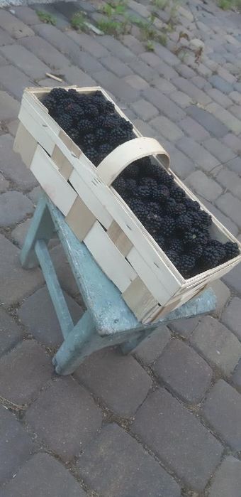 Jeżyny prosto z ogrodu