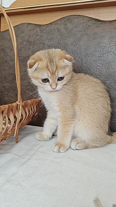 Висловухий мальчик золотая шиншилла