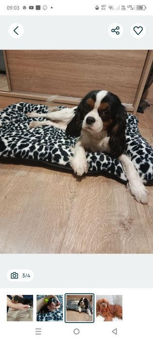 Zapowiedź szczeniąt Cavalier King Charles spaniel