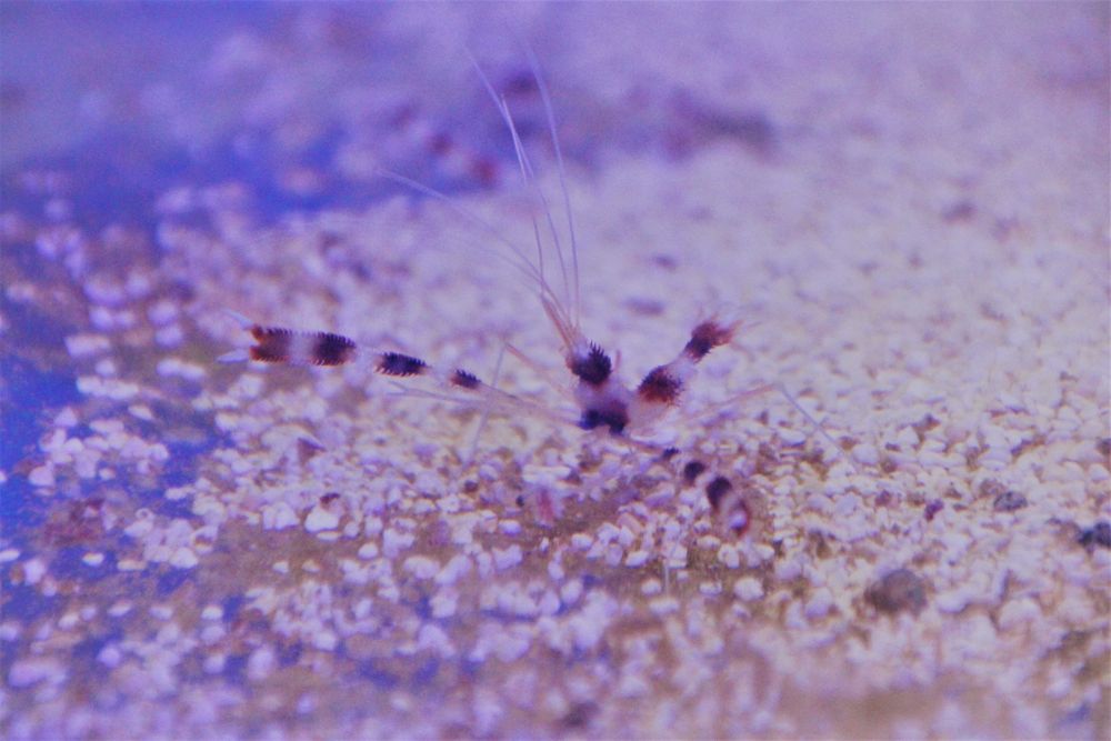 Krewetka boksująca, Stenopus hispidus ,Red Banded Boxing Shrimp