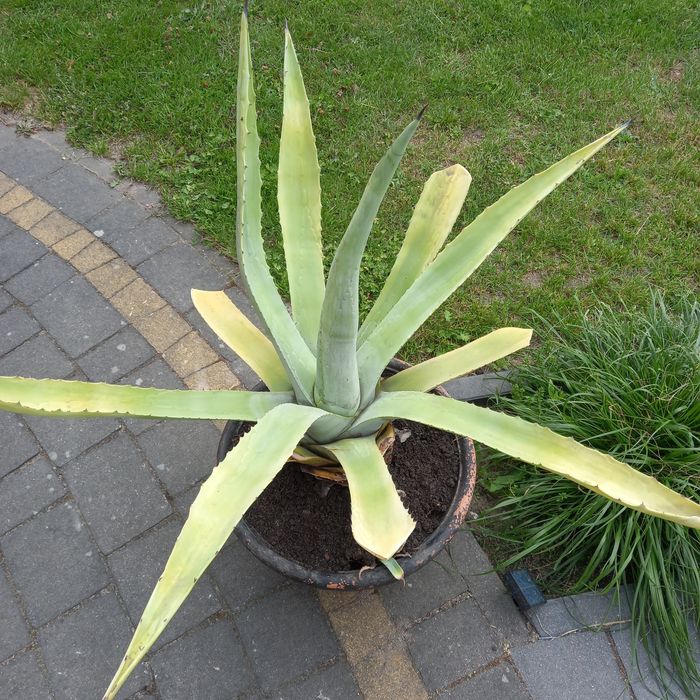 Agawy duze i małe