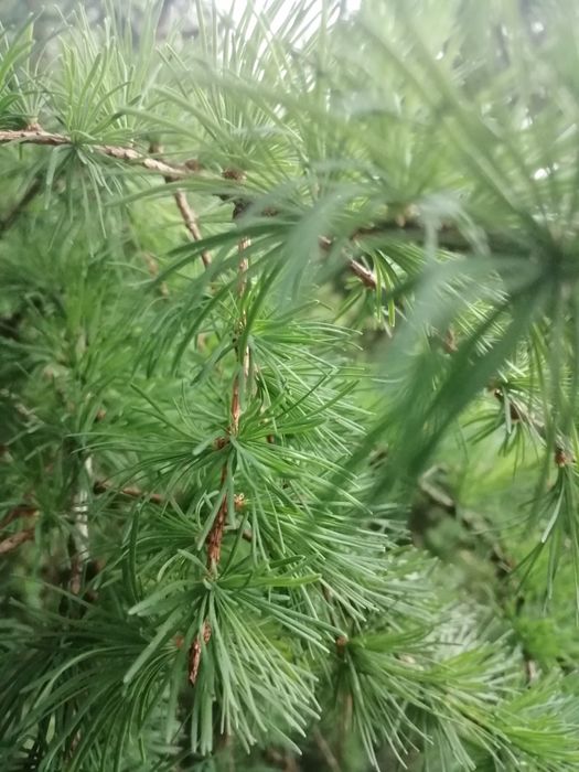 Syrop młode pędy modrzewia