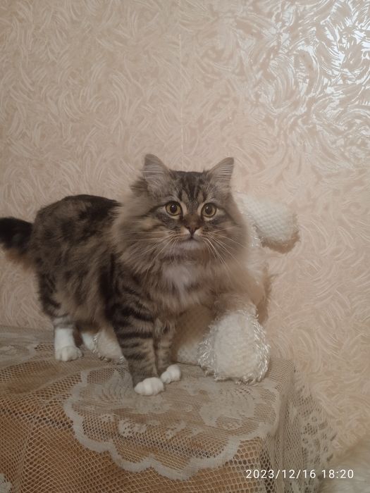 В связи с переездом отдадим котика в хорошие руки,к лотку приучен