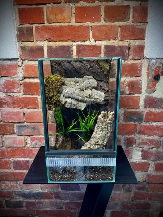 Terrarium szklane z leśnym wystrojem 22x20x40 cm. AlleTerra