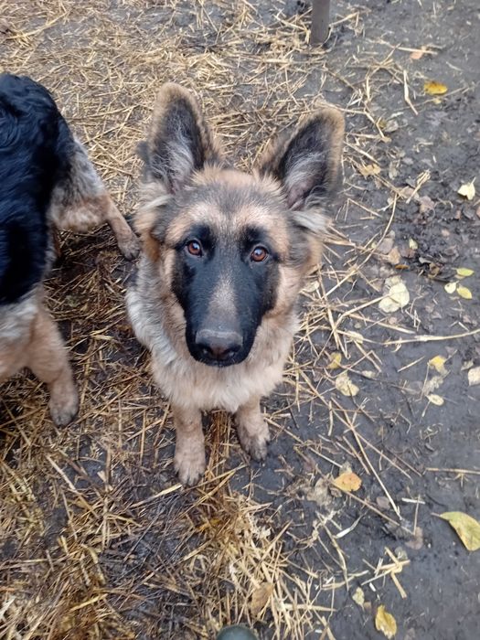 Продам цуценят нім вівчарки