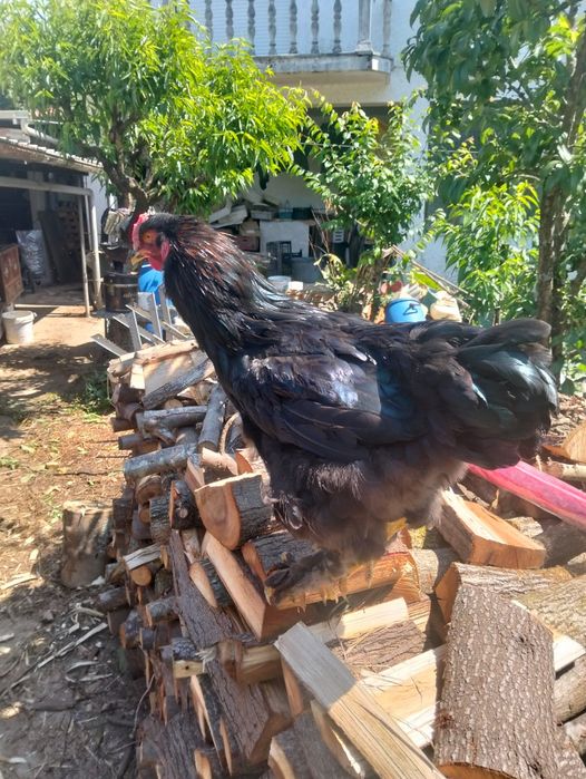 Galo de raça  brahama black
