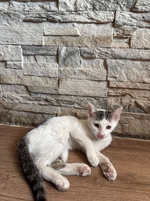 Oddam kotkę w dobre miejsce