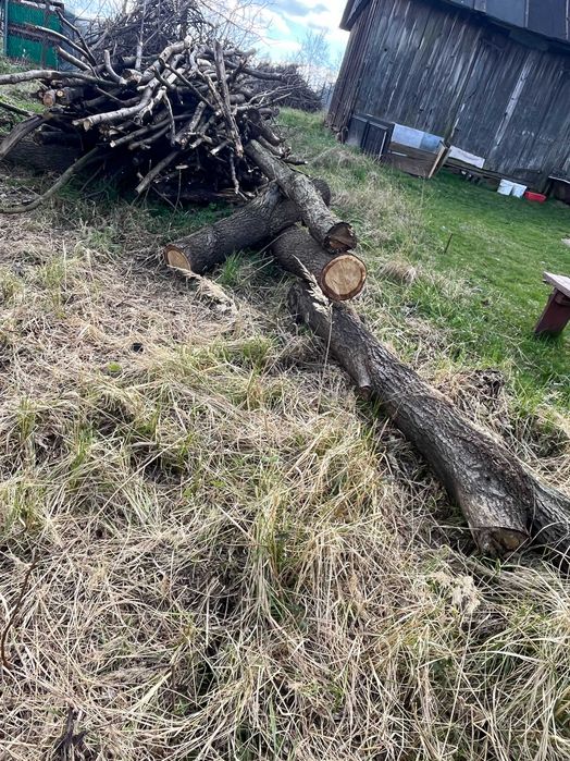 DREWNO OPAŁOWE sezonowane; klonowe oraz dębowe