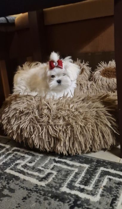 Maltańczyk przepiękne,lalkowe,urodziwe.maltanczyk czystej krwi