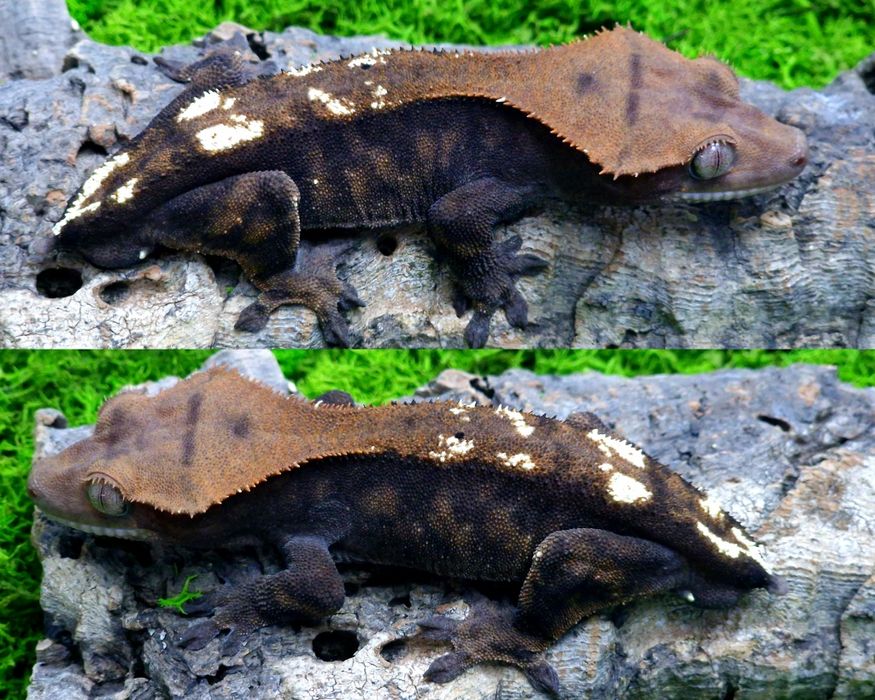 Gekon orzęsiony Cappuccino samiec 30 gram Egzocity Transport