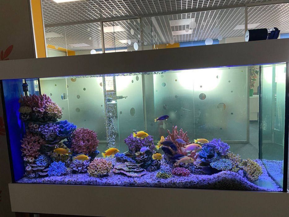 Обслуживание морских и пресных аквариумов,чистка аквариумов