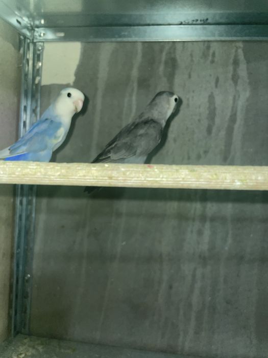 Agapornis para cedencia
